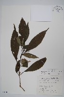 腺萼馬藍藏品圖，第1張