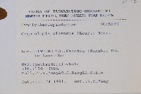 隱鱗藤藏品圖，第2張