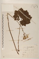 臺灣山菊藏品圖，第1張