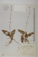 香鬼督郵藏品圖，第1張