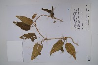 臺灣牛皮消、臺灣白薇藏品圖，第1張