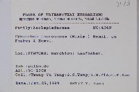 臺灣牛皮消、臺灣白薇藏品圖，第2張