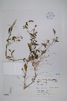 爵床藏品圖，第1張