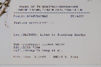 爵床藏品圖，第2張