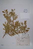 琉球黃楊藏品圖，第1張