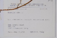 落葵藏品圖，第2張