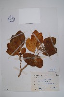 蘭嶼馬蹄花藏品圖，第1張