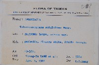 蘭嶼馬蹄花藏品圖，第2張