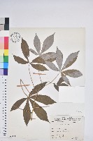 樹薯、木薯藏品圖，第1張