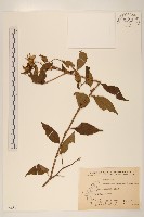 小舌菊、蔓綿菜藏品圖，第1張