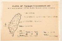 小舌菊、蔓綿菜藏品圖，第2張