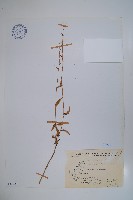 高山沙參藏品圖，第1張