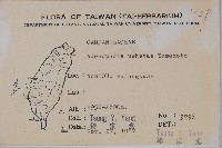 高山沙參藏品圖，第2張