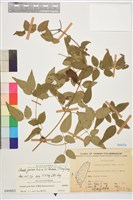 梨山小蓑衣藤藏品圖，第1張