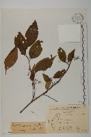 佩羅特木藏品圖，第1張