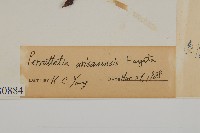 佩羅特木藏品圖，第3張