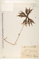 高山破傘菊藏品圖，第1張