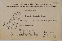 蘭嶼秋海棠藏品圖，第2張