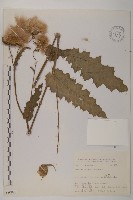 南國小薊藏品圖，第1張