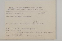 南國小薊藏品圖，第2張