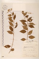 小舌菊、蔓綿菜藏品圖，第1張