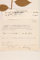 小舌菊、蔓綿菜藏品圖，第2張