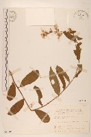 過山龍藏品圖，第1張