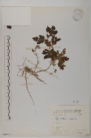 油菊藏品圖，第1張