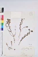 澤漆藏品圖，第1張