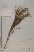 佛氏木麻黃藏品圖，第1張