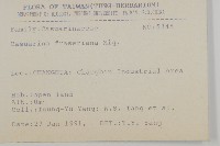 佛氏木麻黃藏品圖，第2張