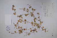 風不動藏品圖，第1張