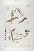 變葉馬交兒藏品圖，第1張