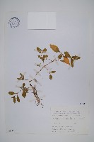 蓮子草藏品圖，第1張