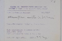 蓮子草藏品圖，第2張