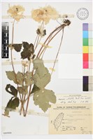 小白頭翁、野棉花藏品圖，第1張