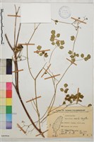 玉山唐松草藏品圖，第1張