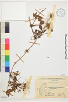 繡球藤藏品圖，第1張