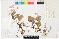 屏東鐵線蓮藏品圖，第1張