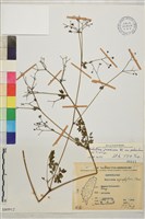 微毛爪哇唐松草藏品圖，第1張