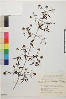 田村氏鐵線蓮藏品圖，第1張