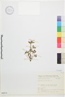 石龍芮藏品圖，第1張