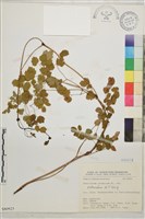 微毛爪哇唐松草藏品圖，第1張