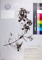 臺灣鐵線蓮藏品圖，第1張