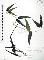 柱果鐵線蓮藏品圖，第1張