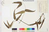 柱果鐵線蓮藏品圖，第2張