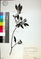 薄葉玉心花藏品圖，第1張