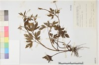 水辣菜、禺毛茛藏品圖，第1張