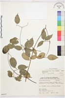 柱果鐵線蓮藏品圖，第1張