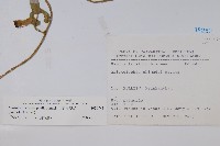 異葉馬兜鈴藏品圖，第2張